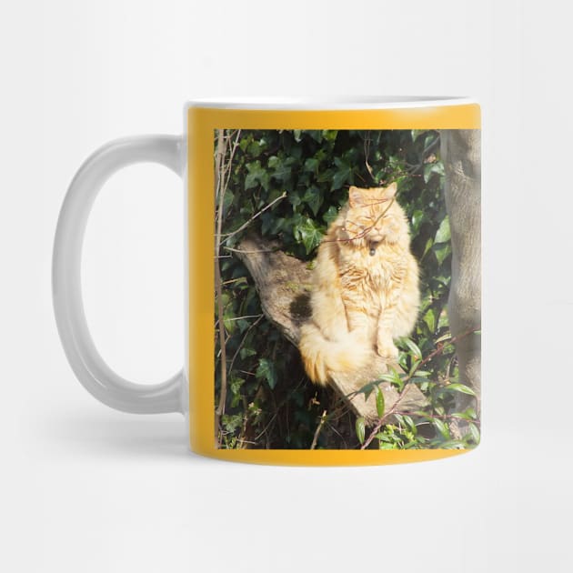 Ginger cat in sunshine by MrTiggersShop